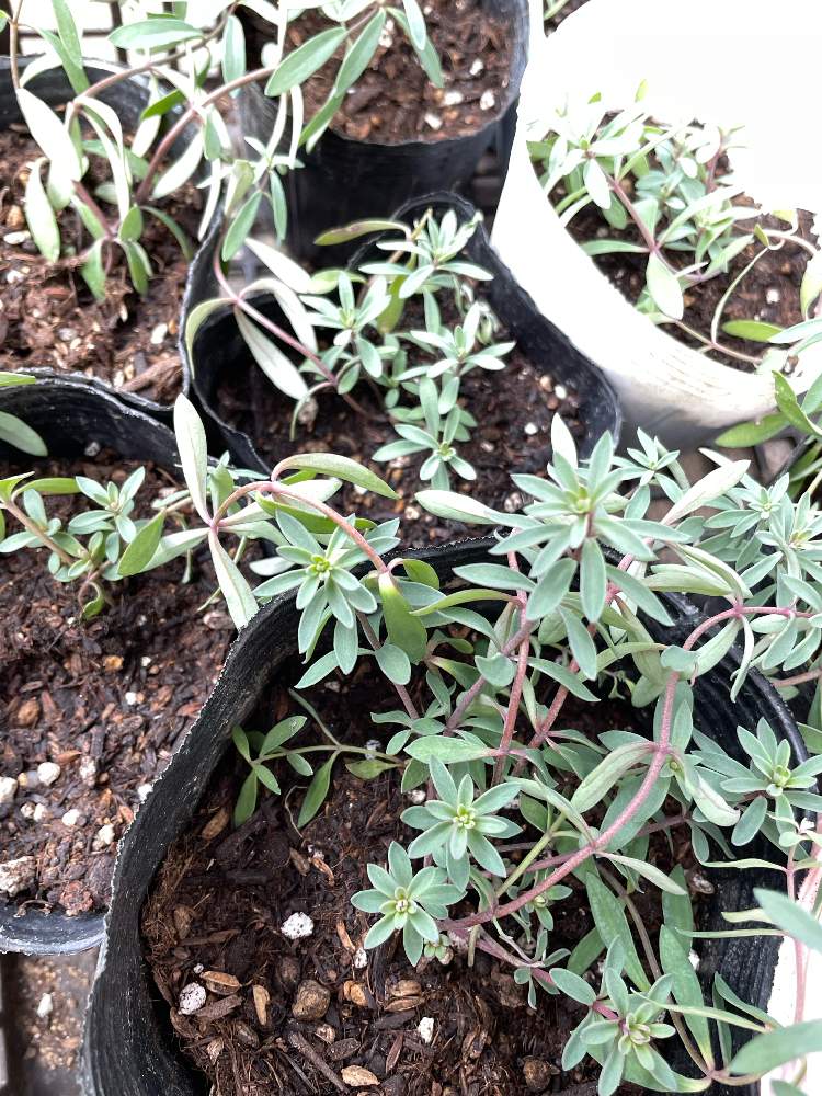 宿根リナリアの投稿画像 By Oknnさん 挿し芽と挿木と寄植えと花のある暮らしと玄関先と小さなお庭と種蒔きとバラを楽しむと挿し芽と挿木と寄植えと花のある暮らしと玄関先と小さなお庭と種蒔きとバラを楽しむ 22月1月25日 Greensnap グリーンスナップ