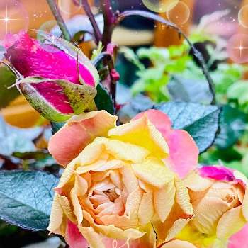 薔薇が好きです♡の画像 by jurarararara〜☆さん | 薔薇ザ マッカートニー ローズと薔薇ゴルデルゼとばら バラ 薔薇とありがとう❤️と薔薇に魅せられてとこんな時こそ花をとコロナに負けるな！とばら大好きと元気もらえるとラブ❤と可愛い〜♡と小さな幸せ♡と元気に育ててますよと薔薇が好きです♡と薔薇♪とバラ薔薇ばらら～❤️とバラを楽しむとばらに魅せられて