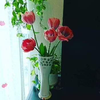 チューリップ,ピンクの花,自宅にて,切り花を楽しむ, チューリップの画像