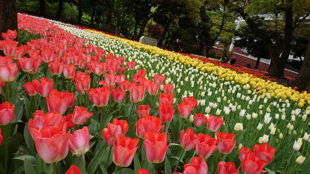 non-sugarさんの横浜公園への投稿