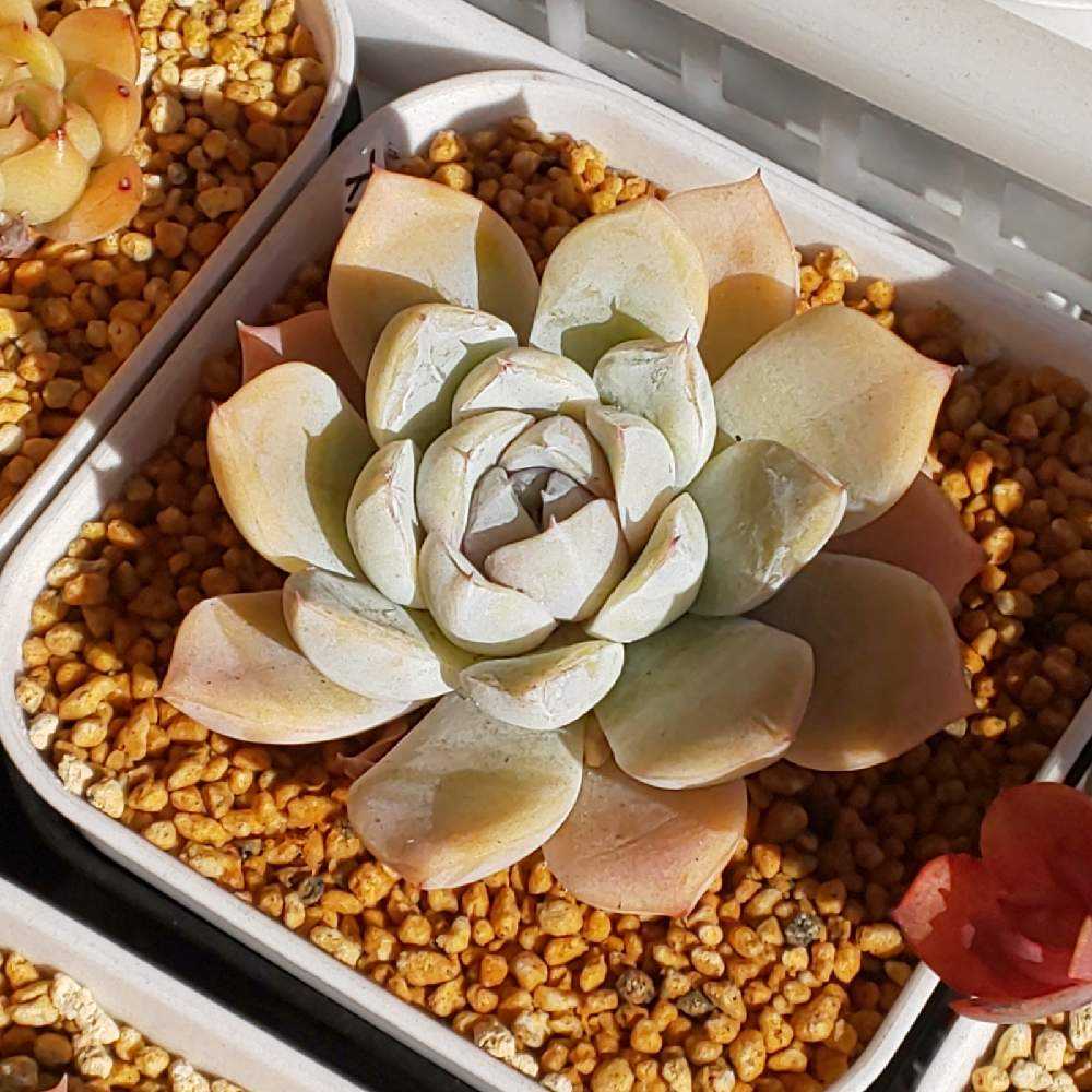 ❀269 スノーバニーの生長記録 2022.05.19更新｜🍀GreenSnap（グリーン