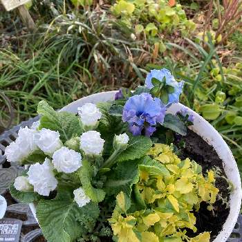 大好きパンジー,寄せ植え,藤色の花,青い花,おうち園芸の画像