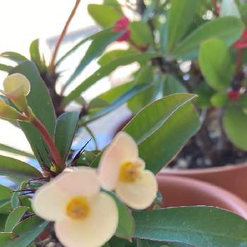 ひだまりの投稿画像一覧 Greensnap グリーンスナップ