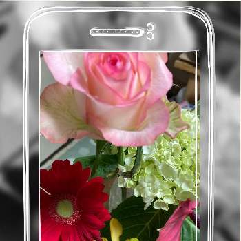 テマリソウ,紫陽花,赤いガーベラの花,ラン,ピンクのバラの画像