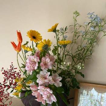 アストロメリアの画像 by スプリングハズカムさん | 玄関とガーベラとデルフィニウムとオキシベタルムとアストロメリアとナンテンとチューリップとお花屋さん