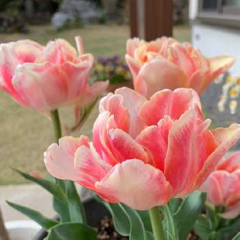庭のお花達の画像 by sachikoさん | クリーム色と大好きと元気！と春の訪れと チューリップと庭のお花達とピンクと新春とかわいい