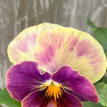 花の色が変化の画像 by morinokoさん | 玄関と寄せ植えと冬に負けないとパンジー、ビオラ♡とおうち園芸とアンティークビオラファルファリア，と素敵な色合いと花の色が変化ととってもcuteとかわい〜♡と紫のお花