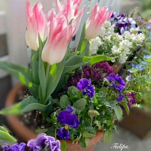 アレナリア・モンタナ,チューリップ,ネモフィラ,ビオラ ミルフル,寄せ植えの画像