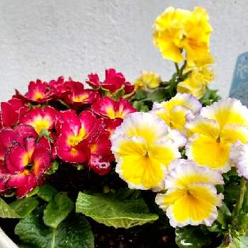 【リボン】,ビオラ　エッグタルト,春のお花,赤色の花,ビオラ・パンジーの画像
