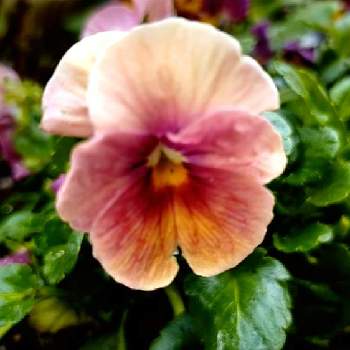 育種家ビオラの画像 by ウーゲデールさん | 玄関と春のお花とビオラ・パンジーとピンクの花とふゆと育種家ビオラと元気もらえるとピンクと明るい色とはるとかわいいと桜・もも・ピンク