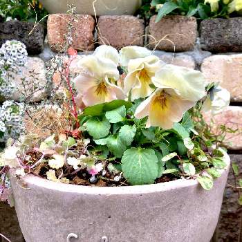 パンジー・花絵本,アンティークな花色,ビオラ・パンジー,寄せ植え,花壇の画像