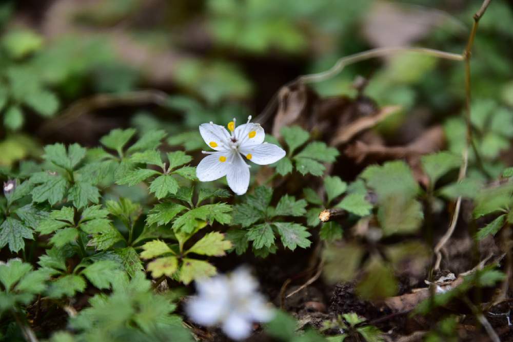 バイカオウレンの投稿画像 By Chikoやんさん 野に咲く花と山野草と大好きときれいだな とかわいいな と咲いた とお出かけ先と野に咲く花と山野草と大好きときれいだな とかわいいな と咲いた 22月1月25日 Greensnap グリーンスナップ Greensnap