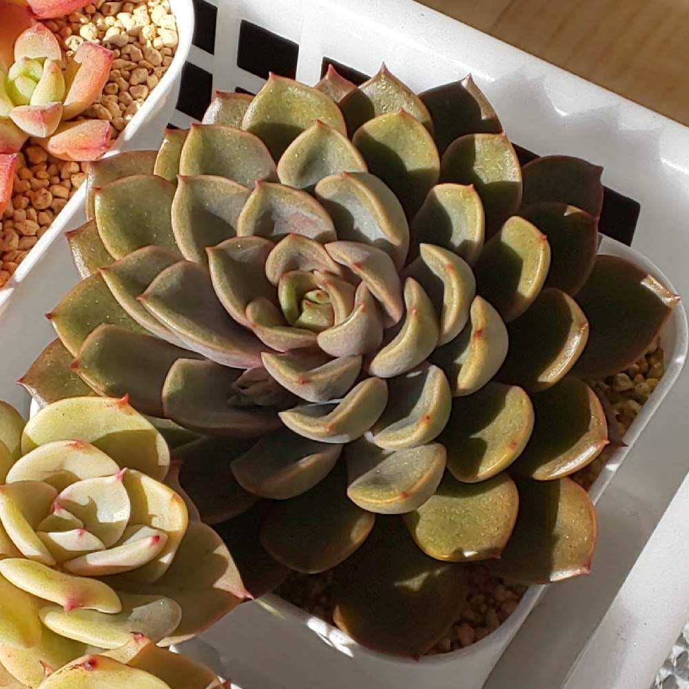 392 ミナの生長記録 2022.05.15更新｜🍀GreenSnap（グリーン