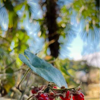 かわいい実の画像 by のんさん | フユイチゴとバラ科キイチゴ属と山の実とバラ科と赤い実とキイチゴ属とかわいい実とフユイチゴ。