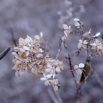 冬色✽の画像 by 秋草さん | 広い庭とアジサイとアナベルとグリーンアクセサリー♪と我が庭の野草たちとアケビ✽と冬色✽とアナベル✽とカサカサツアーよりと花後✽とアジサイ✽