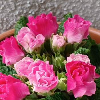 イチゴのミルフィーユの画像 by レッドさん | イチゴのミルフィーユとバラ咲きジュリアンとおうち園芸と蕾がいっぱいとピンクのお花と鉢植えと可愛い