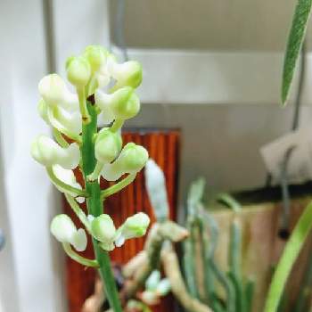 キロスキスタ・ビリディフラバの画像 by sirashu-mさん | 部屋とキロスキスタ・ビリディフラバとセイデンファデニア・ミトラタ “アルバ”と観葉植物と洋蘭と緑のある暮らしとインドアグリーンのある暮らし