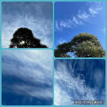  松の木の画像 by ひろみさん | 広い庭と 松の木と雲仲間と今日の空と庭の木と雲が好きと青い空とひろみ♡お気に入りとアート雲☁️