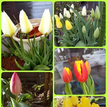 色々な色の画像 by ノッコちゃんさん | 小さな庭とチューリップと可憐な花と大切な癒やしと色々な色とおきにいり ♡と大好きなお花♡と♥︎すてき♥︎と花のある暮らし