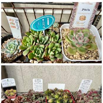 多肉植物,多肉大好き,多肉棚,広島タニラー,小さな庭の画像