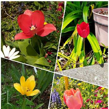 チューリップ,花壇,花のある暮らし,お花好き,今日のお花の画像
