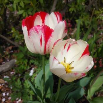 チューリップ,植物のある暮らし,放置栽培。,今日のお花,素敵な色の画像