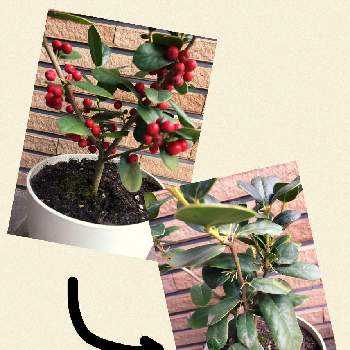 クリスマスホーリー♡の画像 by tanikumiさん | 西洋ヒイラギ♡と庭木と私の庭とクリスマスホーリーの赤い実と赤い実が可愛いとクリスマスホーリー♡