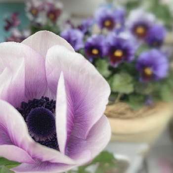 ガーデニング♪の画像 by ちょこっちさん | 小さな庭とガーデニング♪と紫のお花が好き♪とアネモネボルト♪