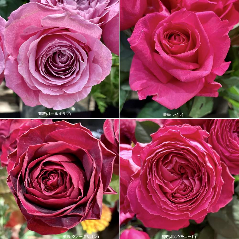 薔薇 ヴァーミリオン の投稿画像 By カタバミさん 薔薇 ライラ と薔薇 オール４ラブ と薔薇 ポムグラニット とお出かけ先 22月1月25日 Greensnap グリーンスナップ Greensnap グリーンスナップ