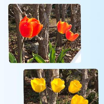 チューリップ,花のある暮らし,植物のある暮らし, チューリップ,今日のお花の画像