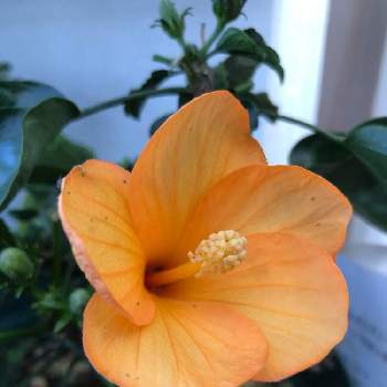 季節外れの花の画像 by しぶちゃんさん | 部屋とハイビスカスとネコ好きとオレンジの花と花のある暮らしと季節外れの花と今日のハイビスカス