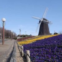 ビオラ,鶴見緑地公園,青い花マニアの画像