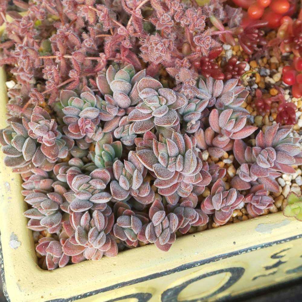 ❀166 レモータ①の生長記録 2022.05.23更新｜🍀GreenSnap（グリーン