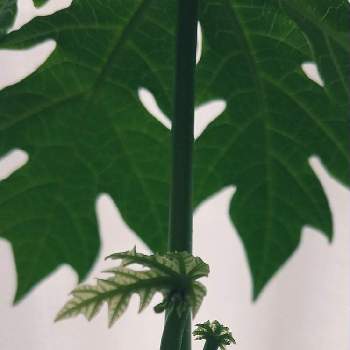 熱帯雨林植物の画像 by コユキさん | 窓辺と熱帯雨林植物と室内でと植物と共に