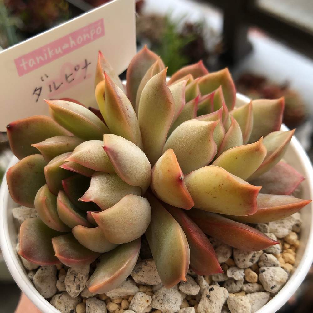 ❣️本日目玉レア苗新品種❣️ 多肉植物 *チャイ* ❣️本日目玉レア苗新品種❣️ 多肉植物 *チャイ*