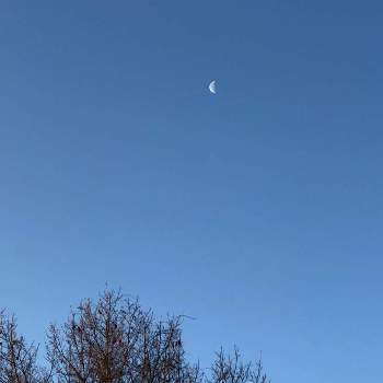 空と木の画像 by まゆぽよさん | 朝の月とスカッ晴れとおつきさまとおはようと空と木と青い空