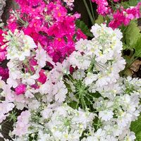 サクラソウ,サクラソウ,プリムラ マラコイデス,今日のお花の画像