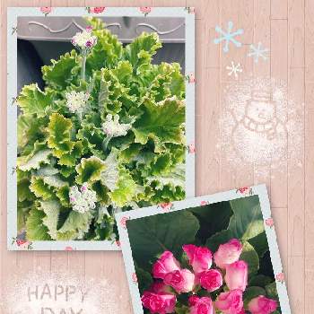 プリムラ ジュリアン ブライダルベルの画像 by ALOHAさん | バルコニー/ベランダとプリムラ ジュリアン ブライダルベルとプリムラうぐいすローズと蕾ちゃんと今日のお花と元気に育ててますよとプランターお花と花のある暮らしと楽しみ〜