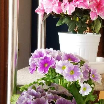 花のある生活,サクラソウ♡,可愛い色,今日のお花,鉢植えの画像