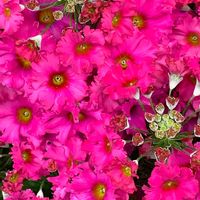 サクラソウ,サクラソウ,プリムラ マラコイデス,プリムラ マラコイデス,今日のお花の画像