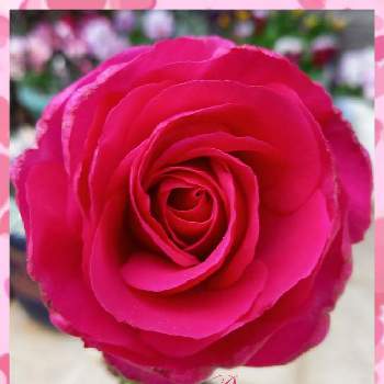 薔薇のある暮らしの画像 by フランさん | 玄関とサクラソウとローズうららと素敵なお花と素敵なバラと水曜ローズショーと毎日ローズショーと可愛いお花とおうち園芸とはなのある暮らしと今日のお花と綺麗なお花とピンクワールドへ ようこそとガーデニングと可愛いバラと薔薇のある暮らしと綺麗なミニ薔薇と薔薇大好き