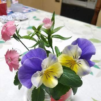 ビオラ,撫子(なでしこ),花瓶の花,テーブル花の画像