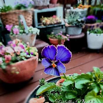 ビオラ・ファルファリアの画像 by ❀すず❀さん | 小さな庭とビオラ・パンジーとガーデニング大好きとブリキとお花のある暮らしと鉢植えと紫・むらさき・バイオレットとフローラ苗と１月と青・あお・ブルーとファルファリアNo.22とビオラ・ファルファリアとピスタチオ殻