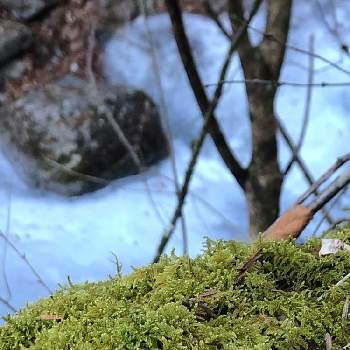 冬の景色の画像 by yurijaさん | ハイゴケと冬の景色とゆるっと苔愛好会と苔が好きと檜原都民の森