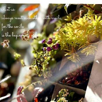 ゴールドビューティの画像 by Ray-foさん | 小さな庭とスィートアリッサムとゴールドビューティとアドルフィー（銘月）とアゲラタムと多肉植物とカラーリーフと可愛いとガーデニングと花のある暮らしとブリキラックと陽を浴びてとお花好き