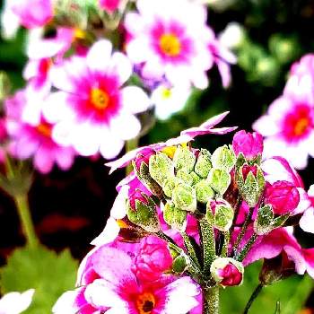 sora の物語の画像 by so.raさん | お出かけ先とサクラソウと花のある暮らしときょうのお花とふりそそぐ光のなかでとsora の物語