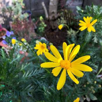  ユリオプスデージーの画像 by Flowerさん | 小さな庭とありがとう♡と寄り添ってとご安全にーとおうち園芸とかわぃぃ。と最後まで大切に…と大切な人に…と自己満足の世界と大人ラブリーとべっぴんさん♪と ユリオプスデージー