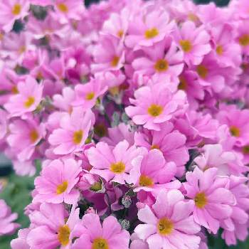 たくさん咲いてるの画像 by はなあーちゃんさん | お出かけ先とプリムラ　マラコイデス　（西洋サクラソウ）とたくさん咲いてると癒される♡とサクラソウ科と今日のお花と美しい✨✨とピンクの花♡とプリムラマラコイデス♡と可愛い♡