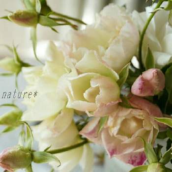 2021nature´s  roseの画像 by ナチュレ＊さん | 部屋とアイスバーグと薔薇愛同盟と水曜ローズショーとありがとう❤️とお大事に❤とnature's arrangeと2021 GSでバラ園とナチュラルスタイルとフラワーアレンジメントとバラが好きと花のある暮らしと花遊びと2021nature´s  rose