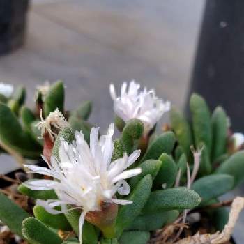 デロスペルマ属の投稿画像一覧 Greensnap グリーンスナップ